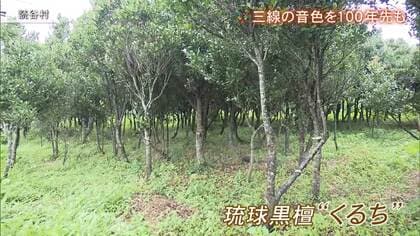 三線”に使えるまで100年～200年…希少な沖縄産「くるち」の音色を未来に