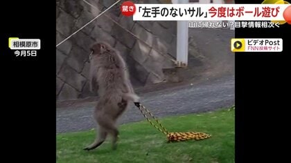 左手のないサル」今度は住宅街で“ボール遊び” 相次ぐ目撃情報…専門家