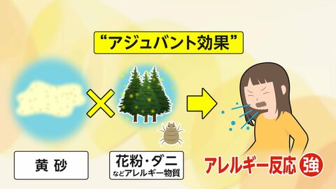 “師走の黄砂”あす東京で観測か…アレルギーや炎症を増強させる「アジュバント効果」に注意　インフルエンザ重症化のおそれも