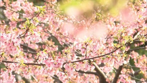 列島に春の陽気、週末はさらにポカポカ予想　28日は東京都心も4月中旬並みに　気温変化に注意