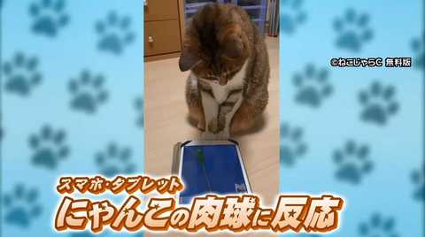 猫もスマホにハマっている にゃんこ用動画 人気ランキング発表 注意点も