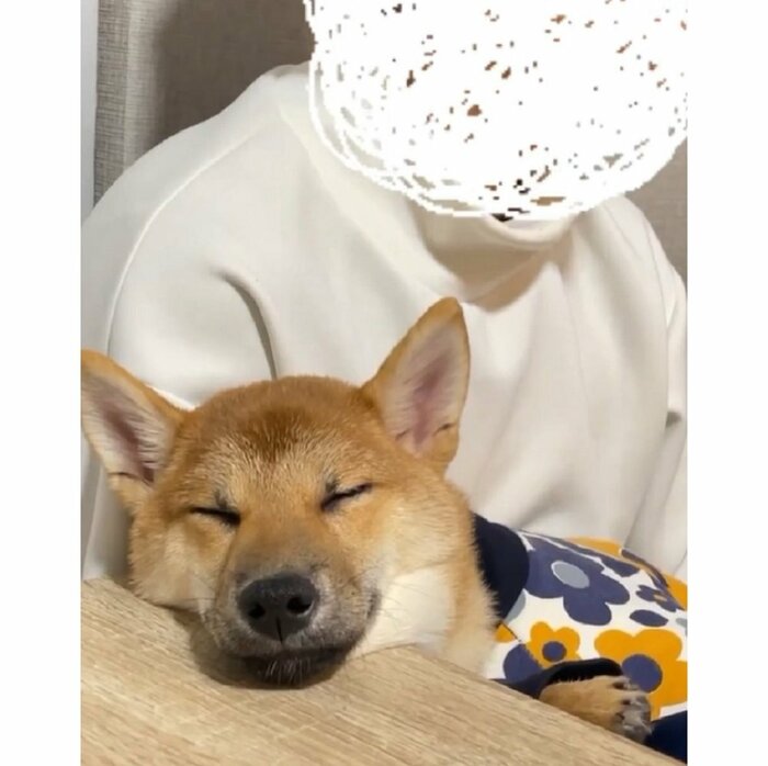パパさんの腕の中でまったり