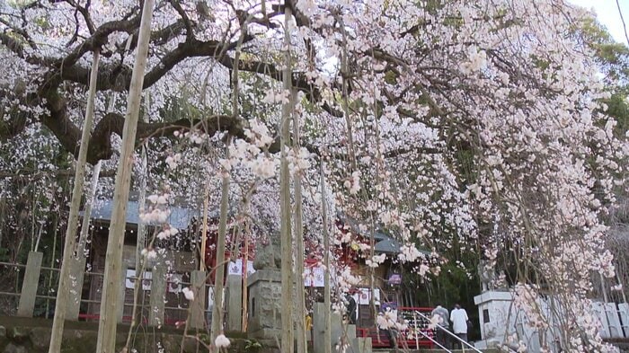 小川諏訪神社のシダレザクラ(4月4日撮影)