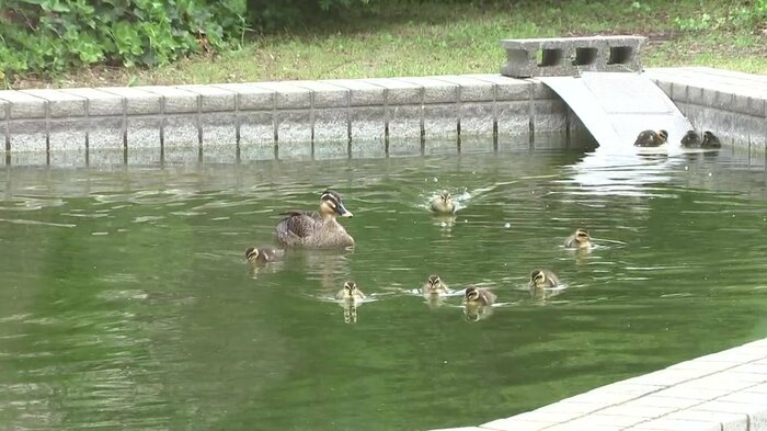 ヒナは8月中旬ごろに巣立っていくという