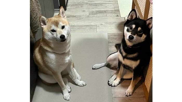 仲良し柴犬姉妹