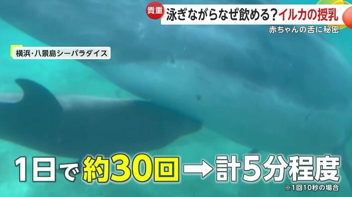 時間にすると短い授乳時間(提供:横浜・八景島シーパラダイス)