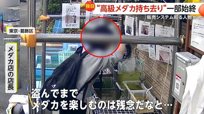 「盗んでまでメダカを楽しむのは残念だなと…」と話すメダカ店の店長(視聴者提供)