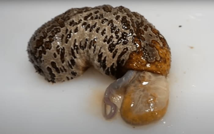 (細長い何かがビチビチと・・・)