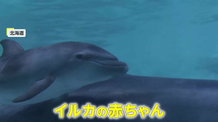 来園者の熱視線の先にいたのはイルカの赤ちゃん