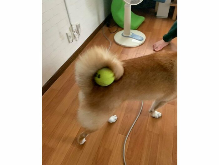 ボールを巻いている心くん(提供:柴犬 しんさん)