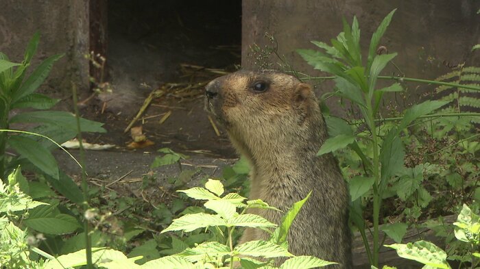 オス？メス？