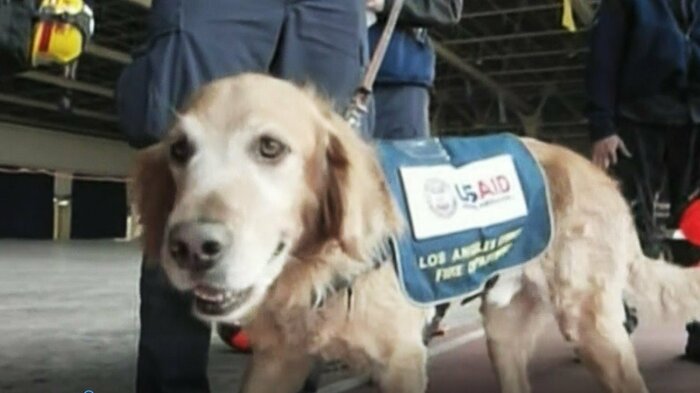 トモダチ作戦に参加してくれたアメリカの救助犬