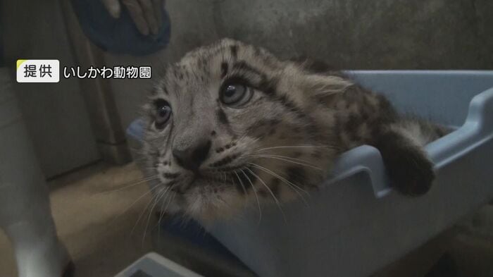 いしかわ動物園で誕生した赤ちゃん