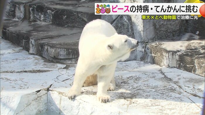 26歳を迎えるピースはホッキョクグマでいえば高齢期