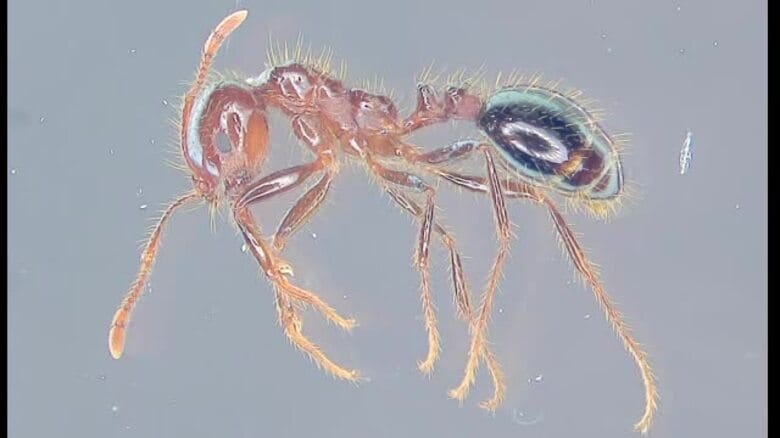 “緊急の拡散防止措置必要”松山で特定外来生物「ヒアリ」国際物流ターミナルで約５５０匹発見【愛媛】｜FNNプライムオンライン