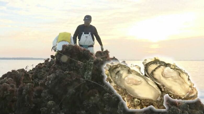 浜名湖産「カキ」を日本一に　大不漁から好転の兆し　憎き“天敵”撃退策が効果も｜FNNプライムオンライン