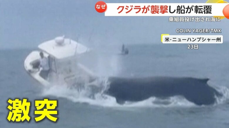 「オーマイガー！」クジラがジャンプし船に激突　大きな口を開けてぶつかり来る瞬間　船は転覆し乗組員2人が海に　アメリカ｜FNNプライムオンライン