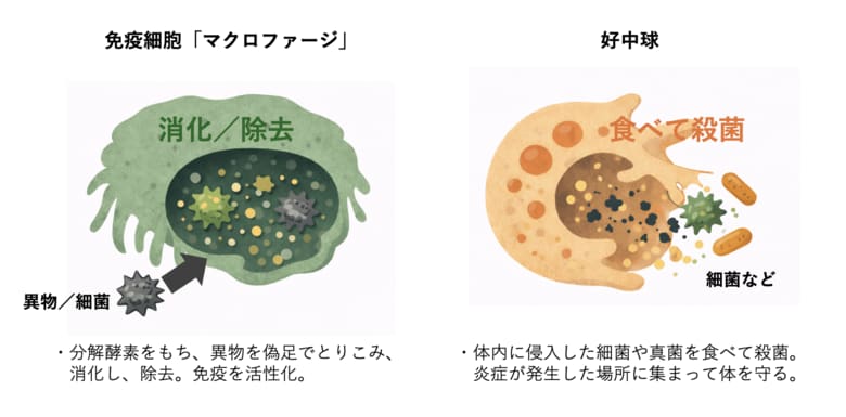 物価高で注目・交雑牛は和牛よりうまくなる！？　飼料で「おいしさ」変わる。調査結果を発表