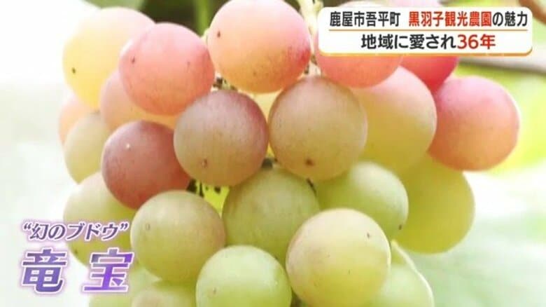 「みんなが作らないから幻」市場に出回らない激レアブドウ「竜宝」…後継者不足に向き合う鹿屋市の観光農園【鹿児島】|FNNプライムオンライン
