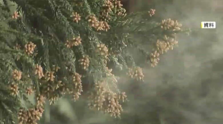 今春の花粉飛散　福岡では2月中旬からか　猛暑の影響で飛散量は平年上回る予想　万全の対策呼びかけ　ウェザーニューズ｜FNNプライムオンライン