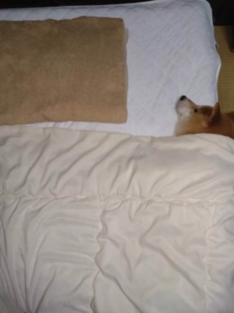 「パパと一緒に寝たい！」真ん中を空け“布団の端”で待つ柴犬が優しさいっぱい…いつもこうなのか聞いてみた｜FNNプライムオンライン