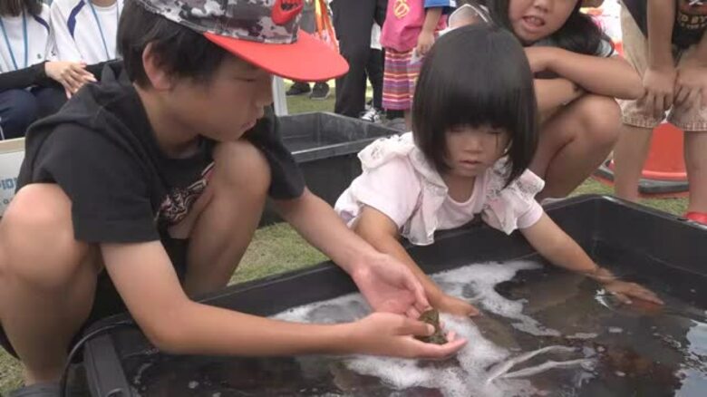 うどんのだしに使われるイリコの“解剖”って…？小豆島の池田港で海の生き物に触れる体験イベント【香川】｜FNNプライムオンライン