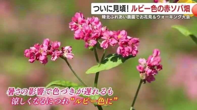 ついに見頃！ルビー色の赤ソバ畑　陵北ふれあい農園でお花見＆ウォーキング大会　鹿児島・霧島市｜FNNプライムオンライン
