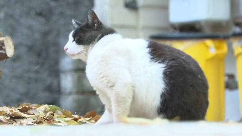 人と猫が暮らしやすい街を目指す！特別な車両を使ったネコの不妊・去勢手術を行う活動とは… 広島・尾道市｜FNNプライムオンライン