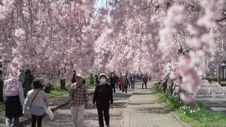 《ふくしま桜紀行2026》喜多方市・日中線しだれ桜　サクラのトンネルとSLと｜FNNプライムオンライン