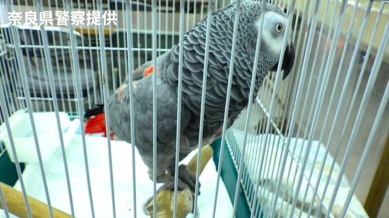 『ヨウム』登録受けずに譲り渡した「種の保存法違反」疑いで地方公務員の女を逮捕「ヨウムが幸せに過ごせると思って…」｜FNNプライムオンライン