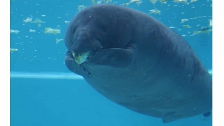 「お上品ですね！」マナティーの“前脚”を使った器用な食事風景がかわいい…当たり前の食べ方なのか水族館に聞いた｜FNNプライムオンライン