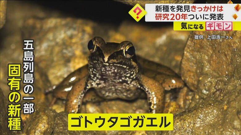 五島列島固有の「ゴトウタゴガエル」が新種と発表　「ググー」と虫のような鳴き声　繁殖期は10月ごろから｜FNNプライムオンライン