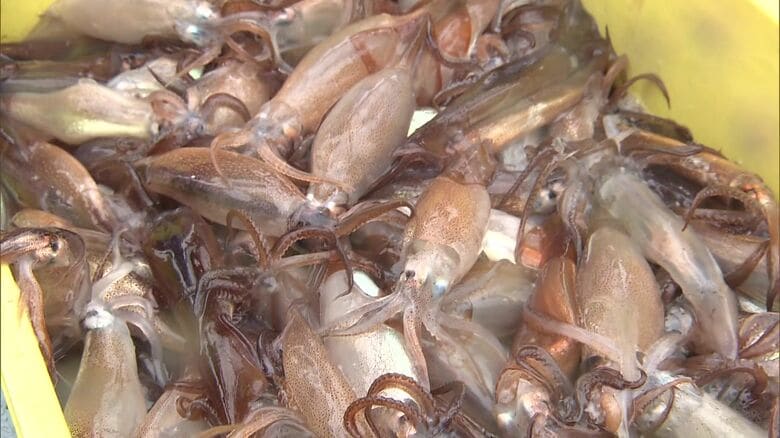 異例の豊漁「スルメイカ」2026年度の漁獲枠　水産庁が最大3倍以上増やす案など示す　漁業者の意見踏まえ正式決定へ｜FNNプライムオンライン