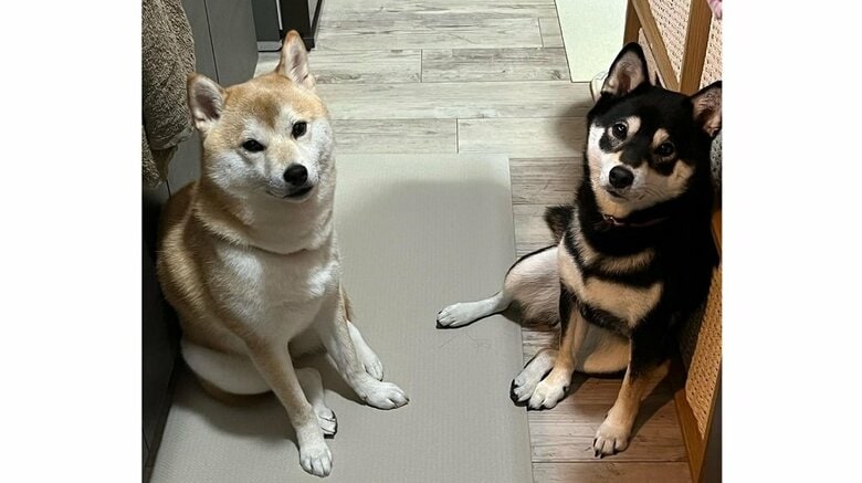 仲良し柴犬姉妹
