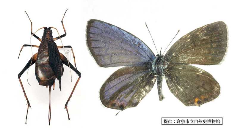 雌雄型のスズムシ(左)とツバメシジミ(右)提供:倉敷市立自然史博物館