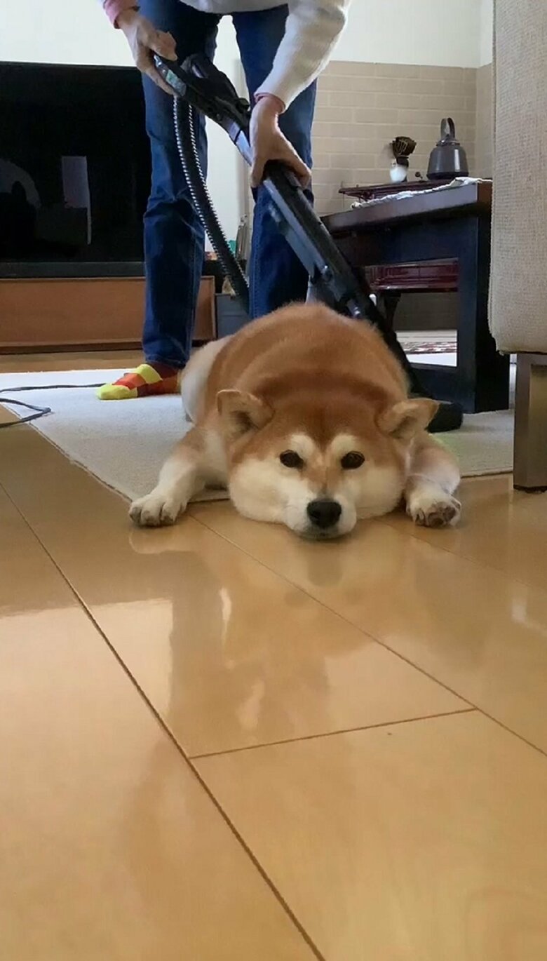 掃除機をかける飼い主さんとまったりしている茶々丸ちゃん