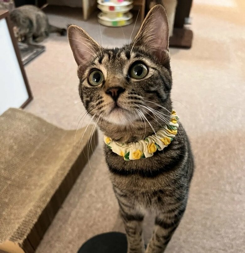 屋根を破壊していたモッツァレラちゃん