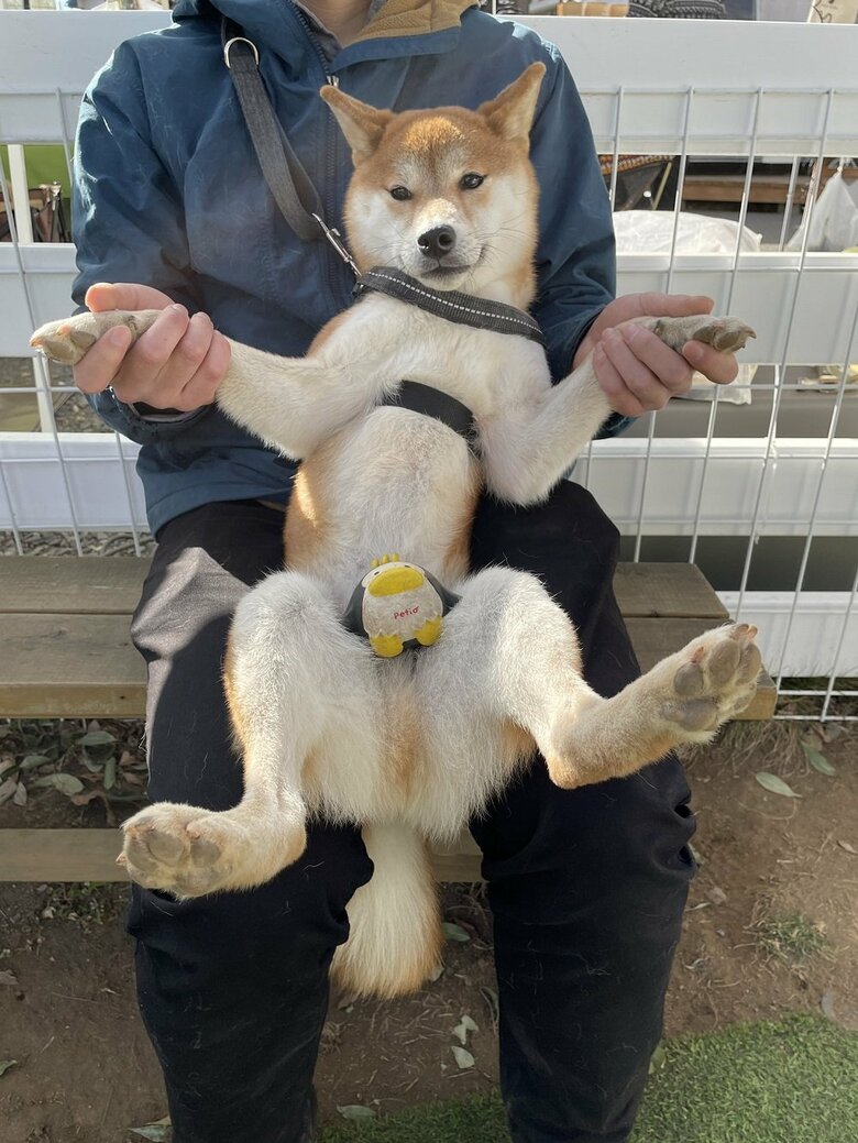 飼い主さんの膝上でぱかーん（ドッグランにて）