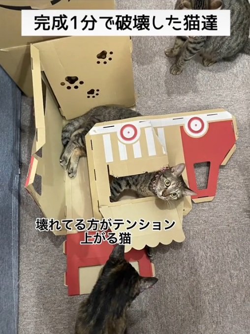 落ち着いた顔で段ボールに挟まって…