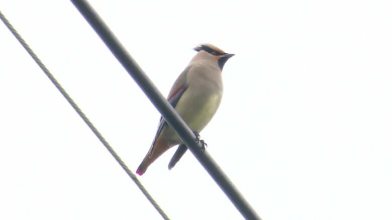 飛来したヒレンジャク（緋連雀）