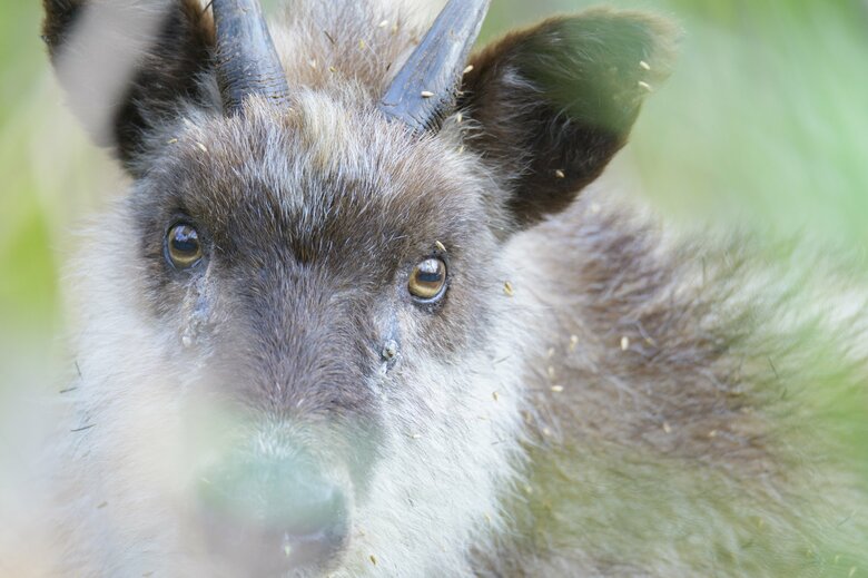 ニホンカモシカ