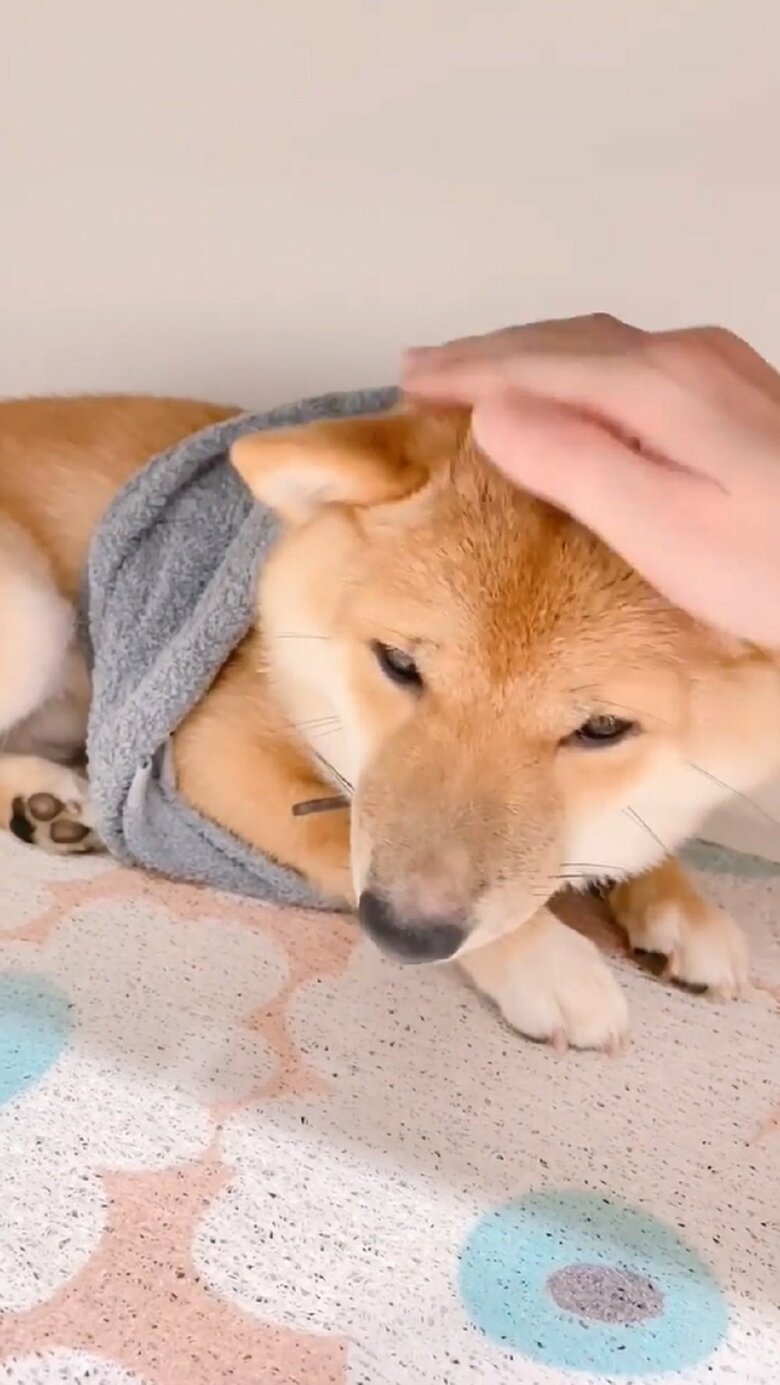 雷におびえる様子　なでなで（投稿動画とは別日）