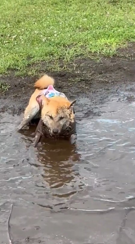 提供：柴犬まるやん日記さん