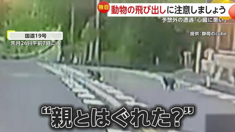 親とはぐれた様子のサル
