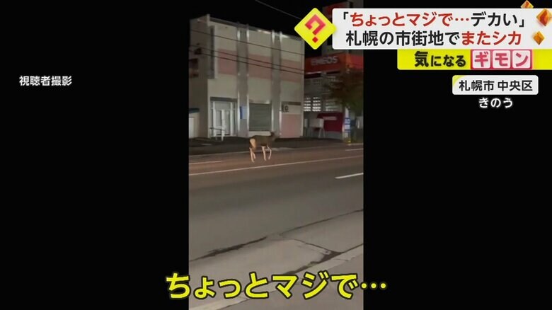 19日夜、札幌市中央区の住宅街に現れたシカ