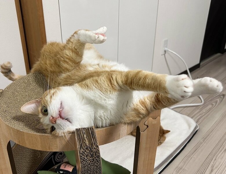 別角度から見たら、頭はきちんと爪研ぎの上に乗っていた