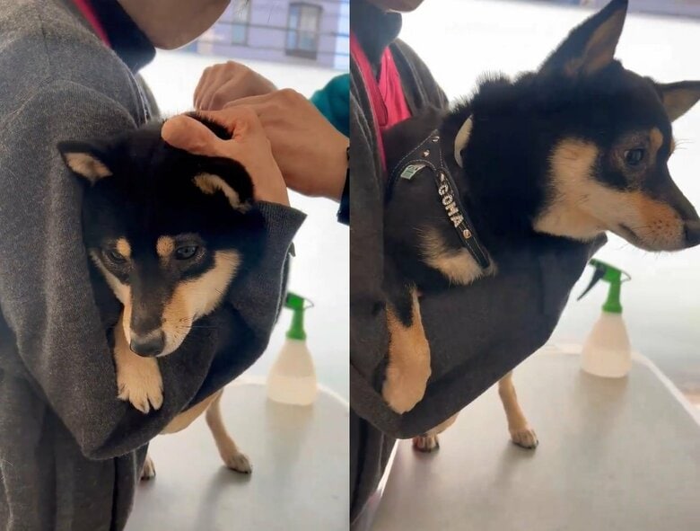 怖いのに頑張った！（提供：豆柴ごま娘さん）