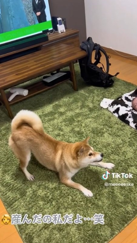 提供：柴犬こちゃんさん