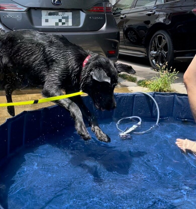 初めてのプールに喜んで飛び込んでいる（2021年撮影）