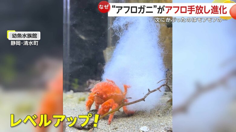 新アフロはビックサイズ（映像提供：幼魚水族館）
